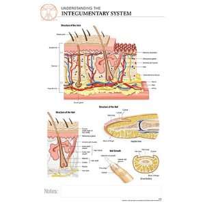 11 x 17 Post It Anatomical Chart: INTEGUMENTARY SYSTEM/Skin; Hair 