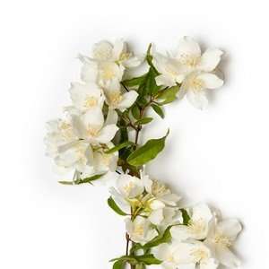  Eternal Jasmine soap fragrance oil pure uncut: Beauty