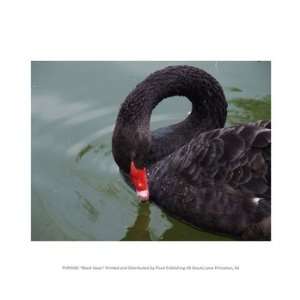  Black Swan 10.00 x 8.00 Poster Print: Home & Kitchen