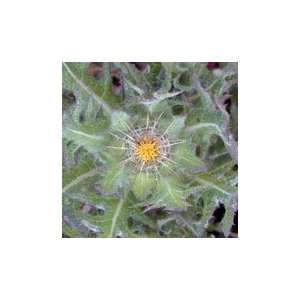  Blessed Thistle: Health & Personal Care