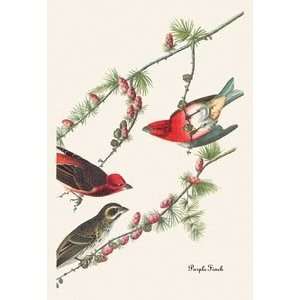  Purple Finch   Paper Poster (18.75 x 28.5)