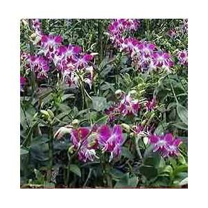 Dendrobium Orchid Hybrids, Economy Special Collection:  