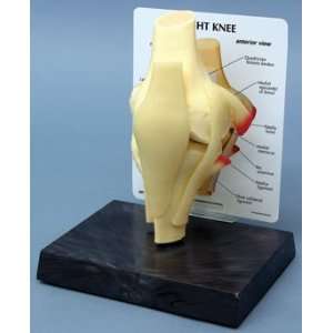 Anatomical Model, Basic Knee  Industrial & Scientific
