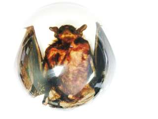   cm Dome Paperweight (White bottom)   Bat (Common Pipistrelle)  