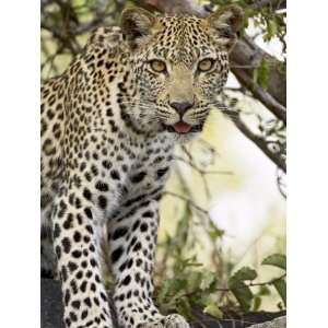  Young Leopard, Kruger National Park, South Africa, Africa 