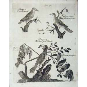    Encyclopaedia Britannica 1801 Birds Hornbill Barbet