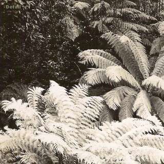Postcard FERN GLADE, NATHANIA SPRINGS, VICTORIA   Detail view.