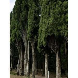 Italian Cypress Trees Line a Road in Tuscany, Italy Photographic 
