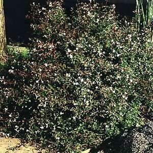  ABELIA COMPACT / 1 gallon Potted Patio, Lawn & Garden