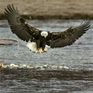  A Bald Eagle Swoops Down for a Landing While Looking for Fish 