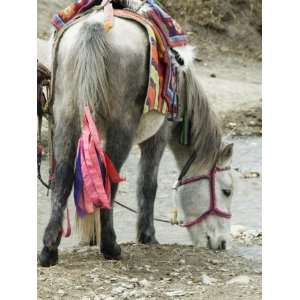 White Horse with Colorful Ribbons and Pack Blankets, in Lo Monthang 