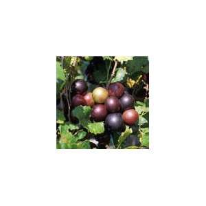  Muscadine Grape Vine Live Plant Patio, Lawn & Garden