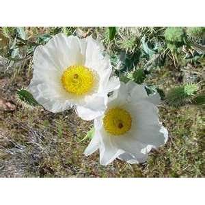  Poppy  Prickly White  25 Seeds: Patio, Lawn & Garden
