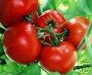 TOMATOES *BOX CAR WILLIE** 25 SEEDS**  