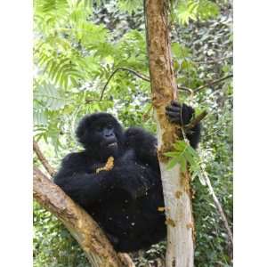  Mountain Gorilla Eating Tree Bark, Kongo, Rwanda, Africa 
