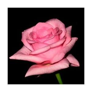  Blushing Akito Light Pink Rose 20 Long   100 Stems: Arts 