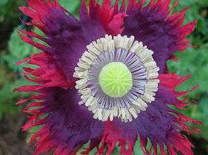 100 Poppy Flower Seeds Drama Queen Papaver somniferum breadseed 
