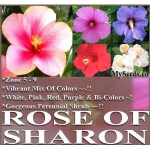  10 Shrub Rose Althea H. syriacus ~ Rose of Sharon Seeds 