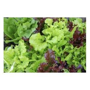  Baby Leaf Lettuce Mix Seed Packs: Patio, Lawn & Garden