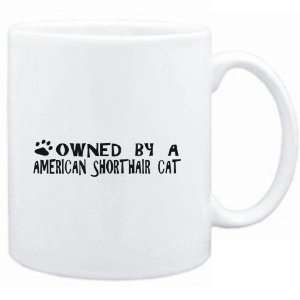    Mug White  OWNED BY a American Shorthair  Cats