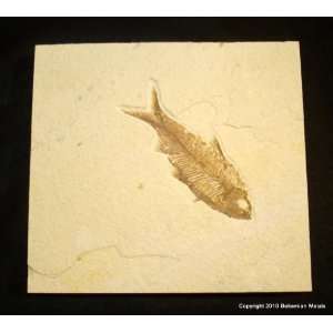 Green River Fm. Fossil Fish   Knightia (F0219)  Kitchen 