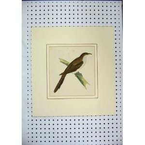  Colour Print Brown White Bird Sitting Branch C1870