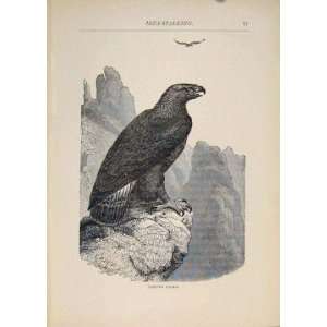  Golden Eagle Bird Eagles Birds Antique Old Print Art