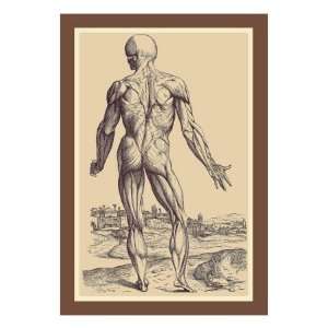   Ninth Plate of the Muscles by Andreas Vesalius, 18x24: Home & Kitchen