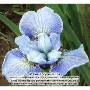 Siberian Iris Super Ego   Three 3/5 fan plants   3/5 fans 