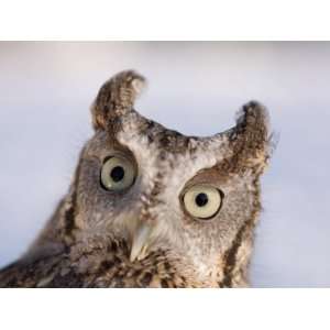 Captive, Endangered Eastern Screech Owl at a Raptor Recovery Center 
