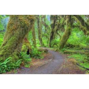  Hall of Mosses, Hoh Rain Forest, Olympic National Park 