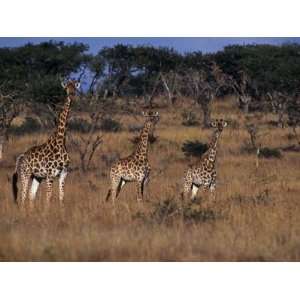 , Kwazulu Natal, Spioenkop Game Reserve, Female Giraffe and Her Young 