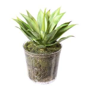   Mini Potted Artificial Agave Plant in Clear Glass Pot