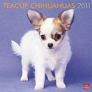  Teacup Chihuahuas 2011 Wall Calendar