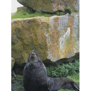 Northern Fur Seal on Shore (Callorhinus Ursinus), Alaska 