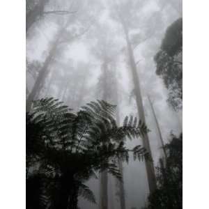  Mountain Ash Trees and Tree Ferns in Fog, Dandenong Ranges 