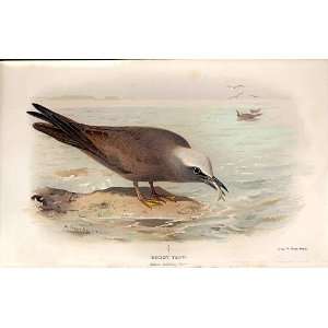  Noddy Tern Lilfords Birds 1885 97 By A Thorburn