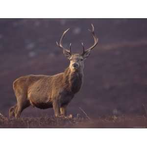 Red Deer Stag on Hillside, Inverness Shire, Scotland Premium 