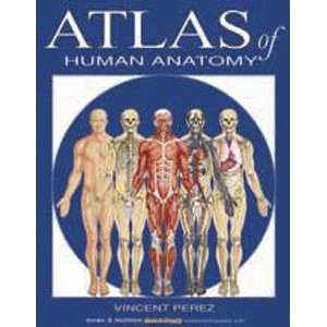  Atlas Of Human Anatomy, Laminated Giude, sold by 10 