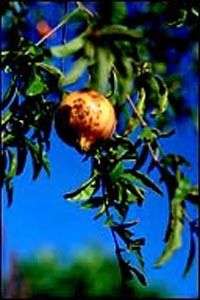 Wonderful Pomegranate LIVE FRUIT TREE Antioxidant  