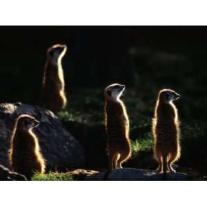  A Group of Captive Meerkats Standing in the Afternoon Sun 