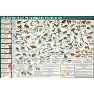   Milestones of Evolution Educational Science Chart Poster Home