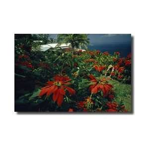  Gardener Tends To Poinsettias Virgin Islands Giclee Print 