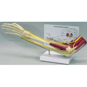 Muscled Elbow Bone Joint Anatomical Model  Industrial 