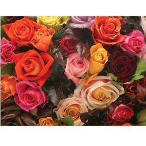   Rosy Bunch   1000 Pieces Jigsaw Puzzle By Ravensburger: Toys & Games