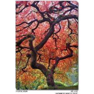  All Weather Art Japanese Maple Tree Print: Home & Kitchen