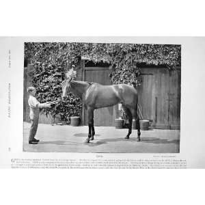  1895 HORSE RACING CRIG MR FRY WILSHAM COUNTISBURY DEVON 