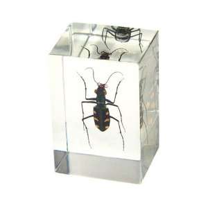 : Ed Speldy East PW106 Real Bug Paperweight Regular small Green Tiger 