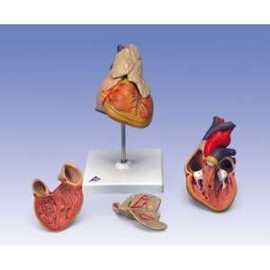  3 Part Classic Heart with Thymus