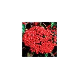  Viburnum Cardinal Candy ™ PP#12,879 Shrub Patio, Lawn 